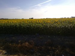 ancora_immensi_campi_di_girasoli.jpg