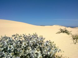 dune_a_cadiz_1.jpg